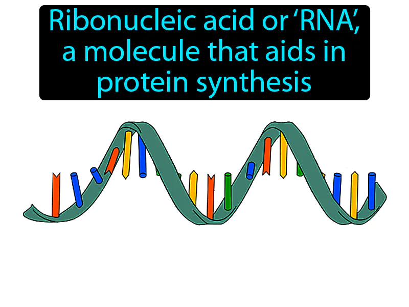 RNA Definition RNA Definition