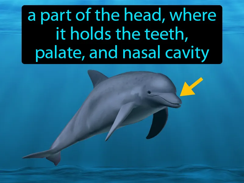 Rostrum Definition Rostrum Definition