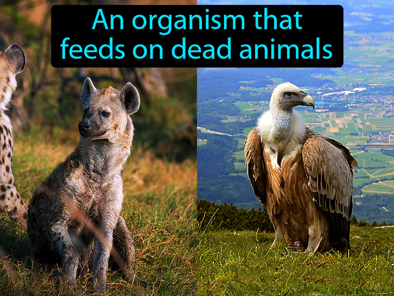 Scavenger Definition Scavenger Definition