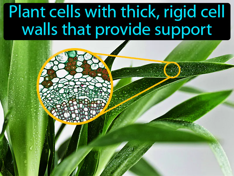 Sclerenchyma Definition
