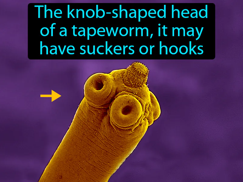 Scolex Definition Scolex Definition