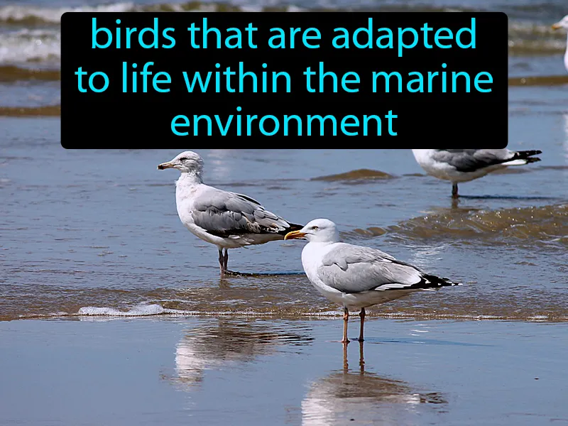 Seabirds Definition Seabirds Definition