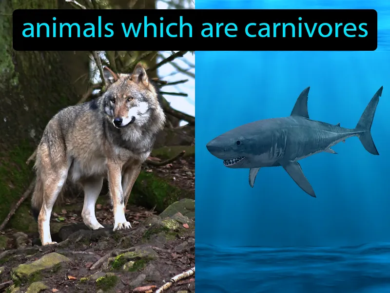 Secondary Consumers Definition Secondary Consumers Definition