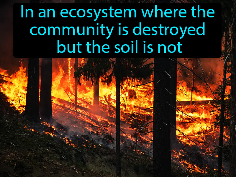 Secondary Succession Definition Secondary Succession Definition