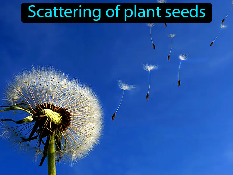 Seed Dispersal Definition Seed Dispersal Definition