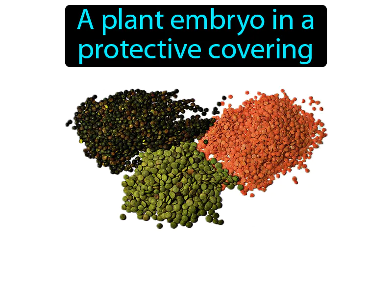 Seed Definition Seed Definition