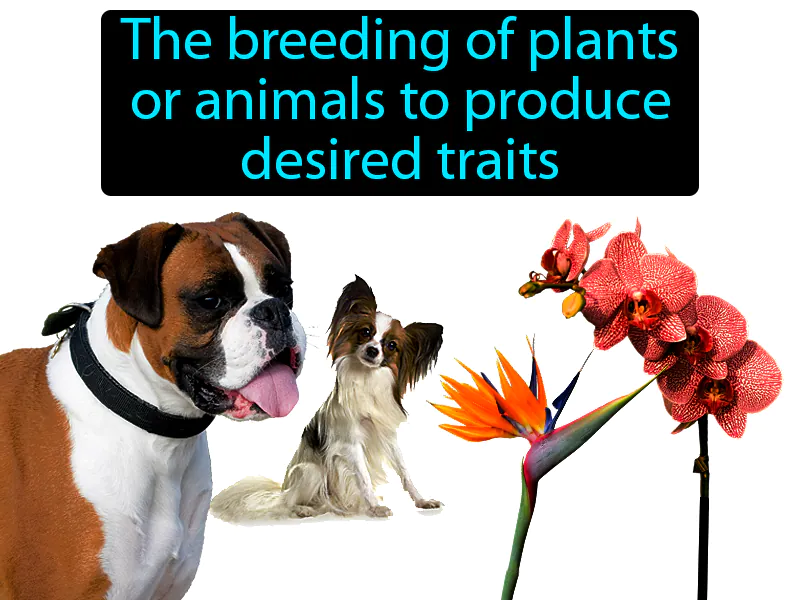 Selective Breeding Definition Selective Breeding Definition