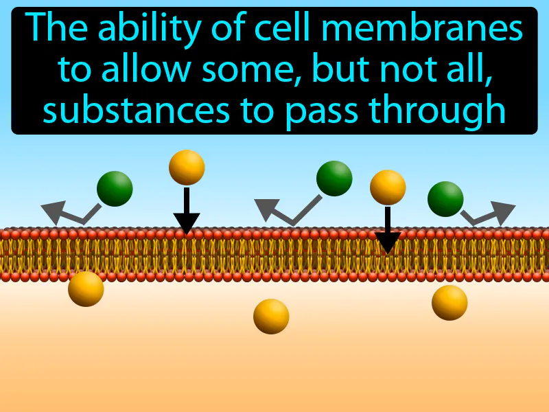 Selective Permeability Definition Selective Permeability Definition
