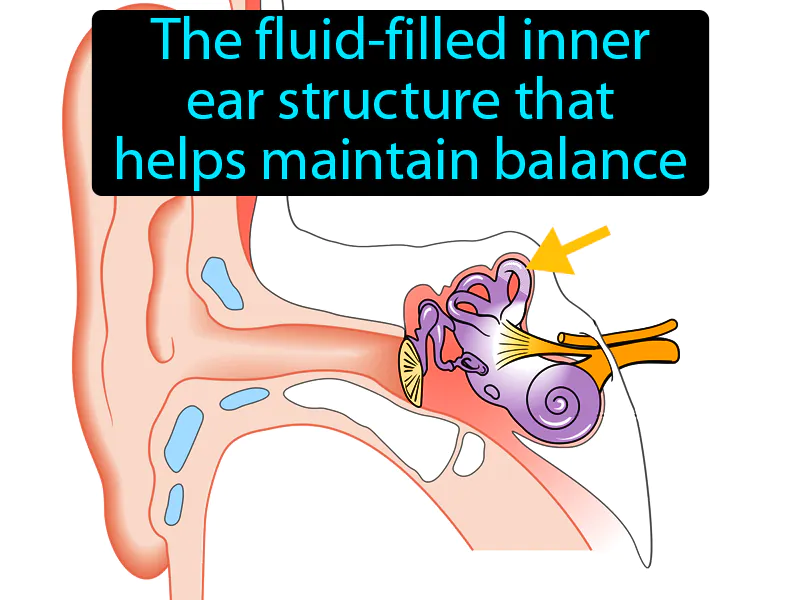 Semicircular Canal Definition Semicircular Canal Definition