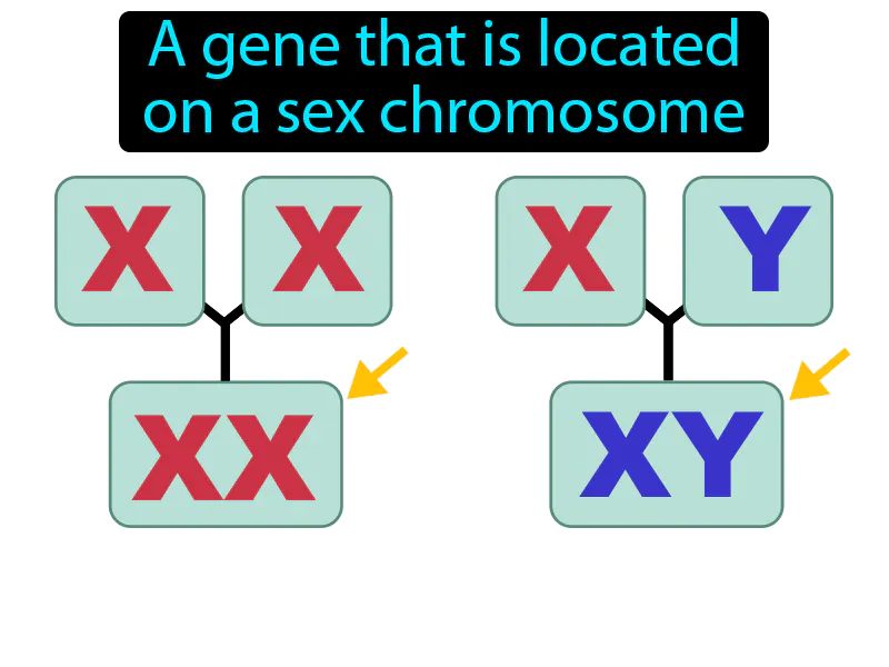 Sex Linked Gene Definition Sex Linked Gene Definition