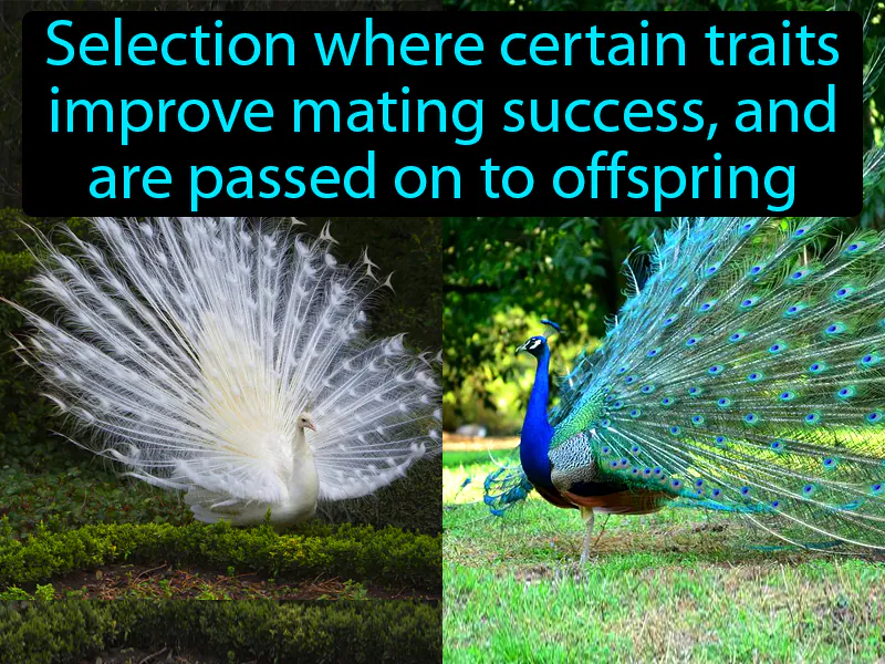 Sexual Selection Definition Sexual Selection Definition