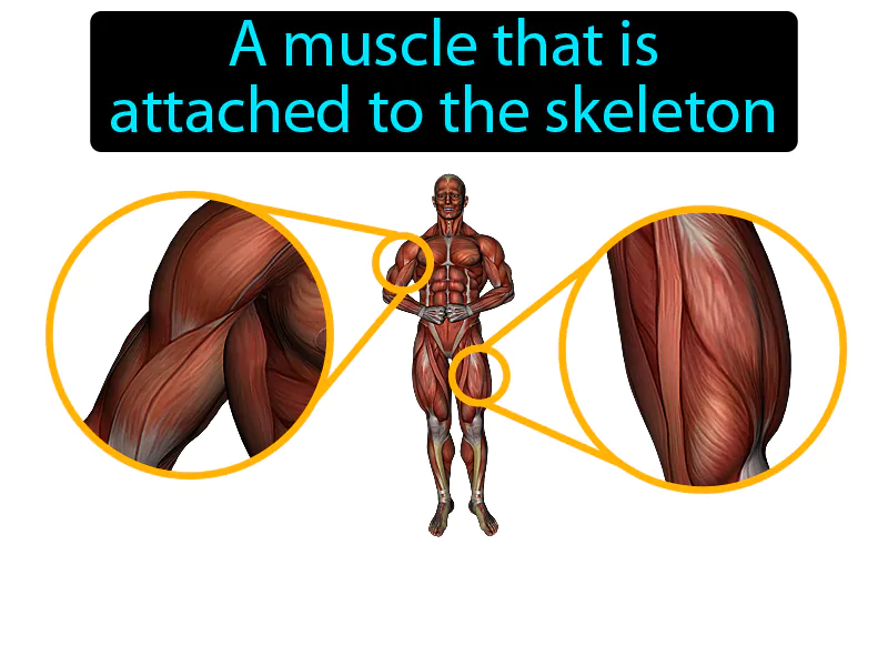 Skeletal Muscle Definition Skeletal Muscle Definition