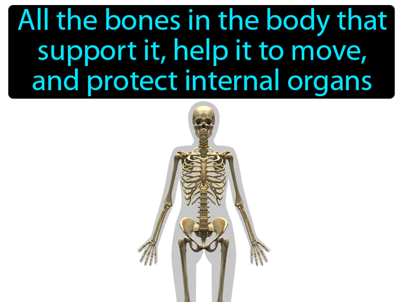 Skeletal System Definition Skeletal System Definition