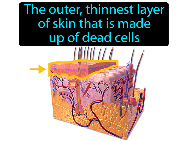 Skin Epidermis Definition Skin Epidermis Definition