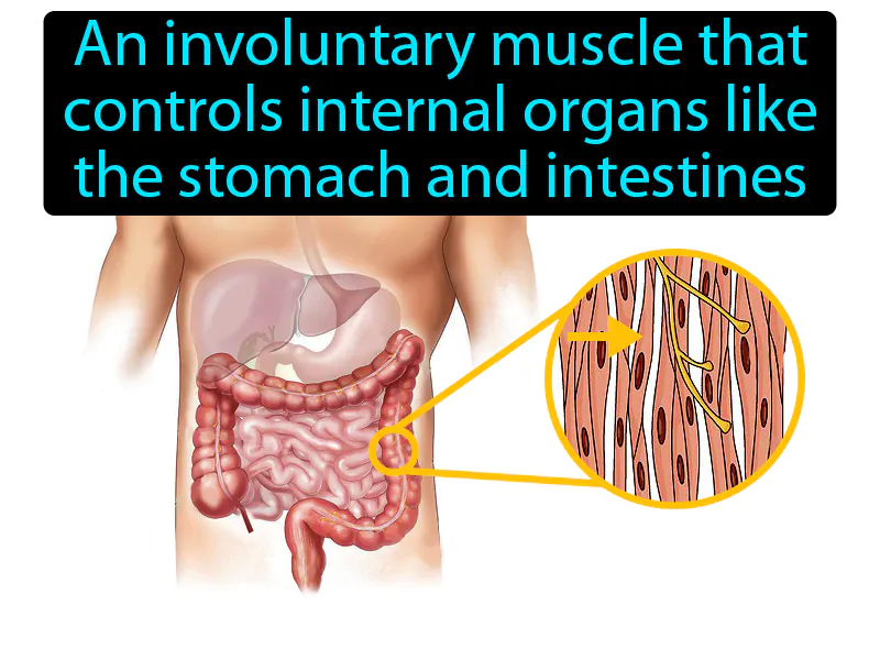 Smooth Muscle Definition Smooth Muscle Definition