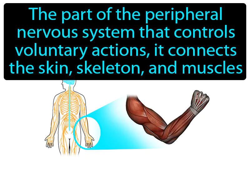 Somatic Nervous System Definition Somatic Nervous System Definition