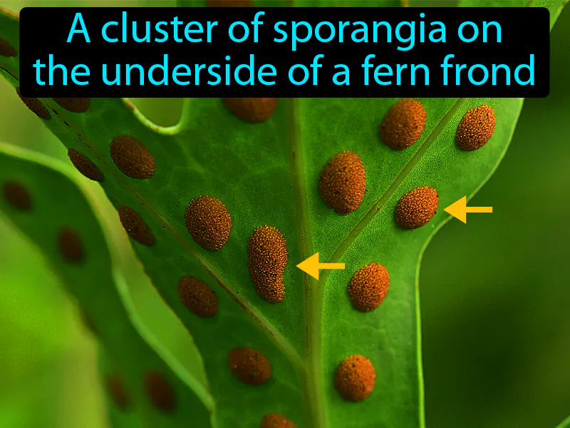 Sorus Definition Sorus Definition