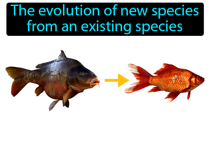 Speciation Definition Speciation Definition