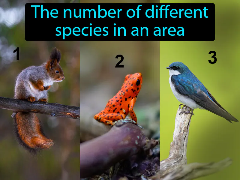 Species Diversity Definition Species Diversity Definition