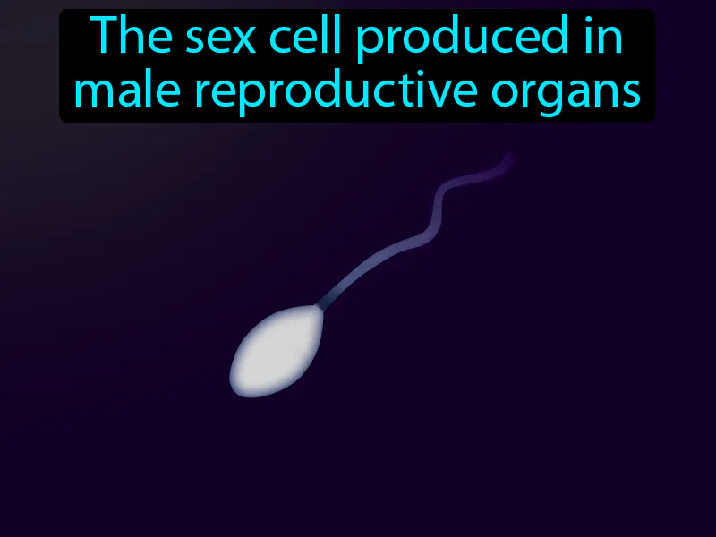 Sperm Definition Sperm Definition