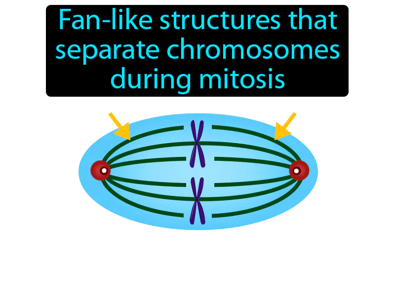 Spindle Definition Spindle Definition