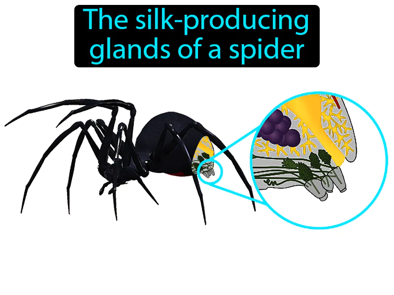 Spinneret Definition Spinneret Definition