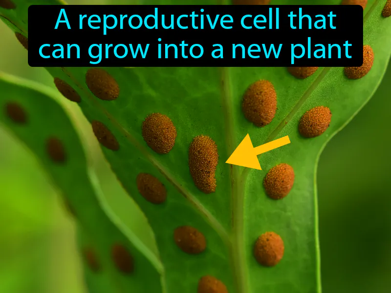 Spore Definition Spore Definition