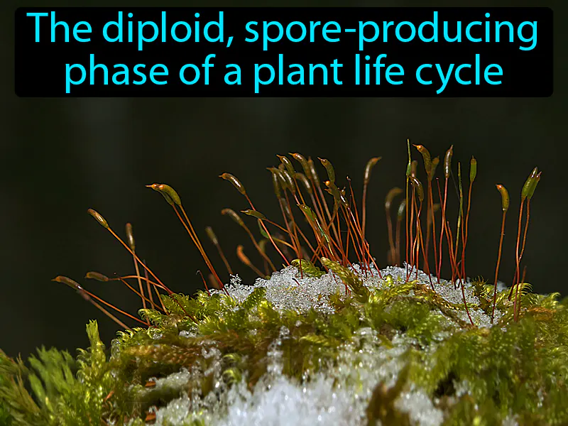 Sporophyte Definition Sporophyte Definition