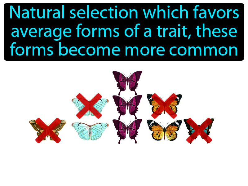 Stabilizing Selection Definition Stabilizing Selection Definition