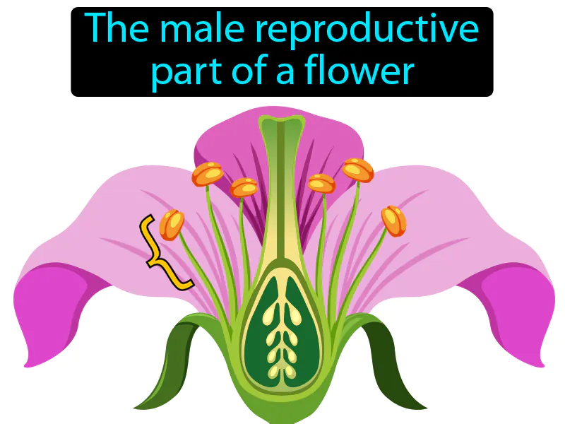 Stamen Definition Stamen Definition