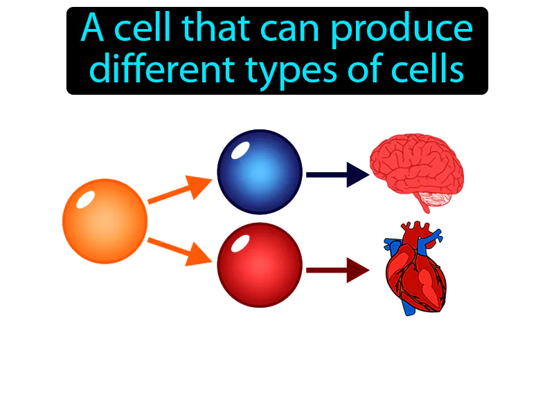 Stem Cell Definition