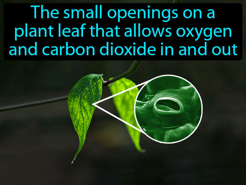 Stomata Definition Stomata Definition