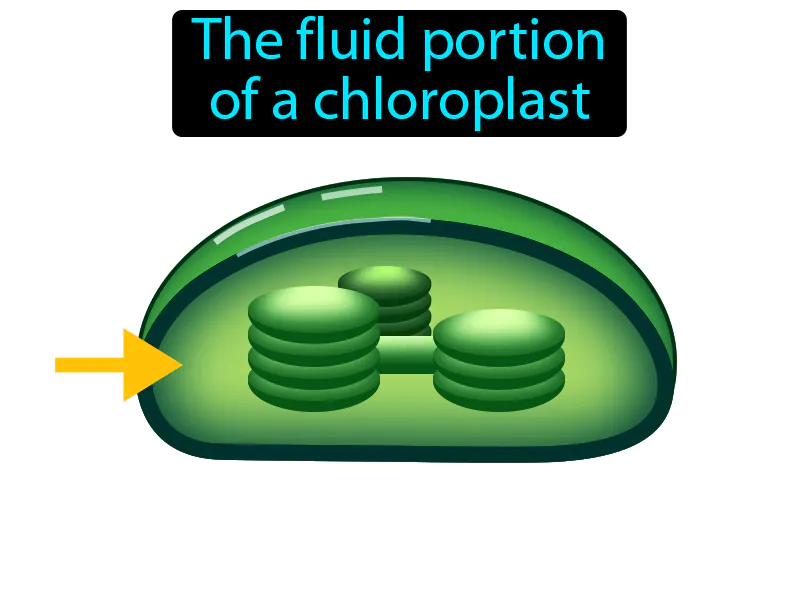 Stroma Definition Stroma Definition