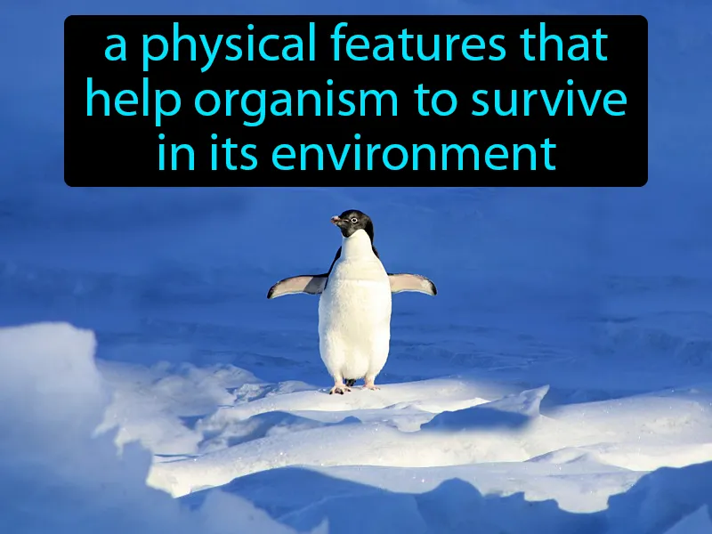 Structural Adaptation Definition Structural Adaptation Definition