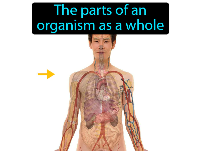 Structure Definition Structure Definition