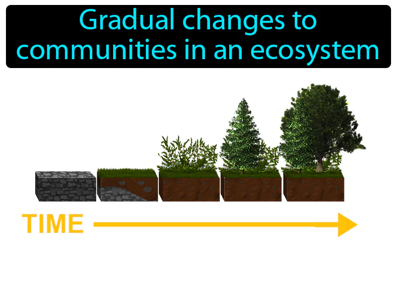 Succession Definition Succession Definition