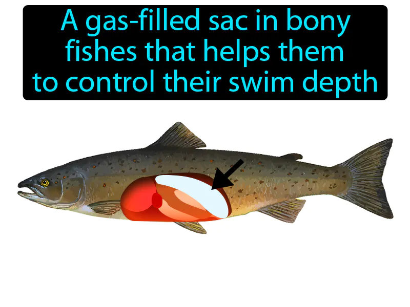 Swim Bladder Definition