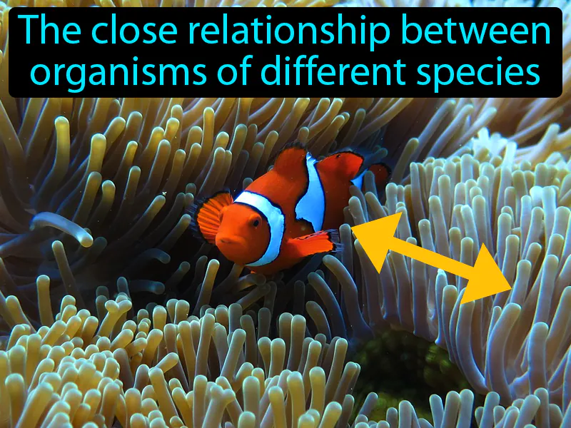 Symbiosis Definition Symbiosis Definition