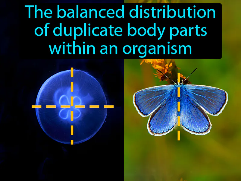 Symmetry Definition Symmetry Definition