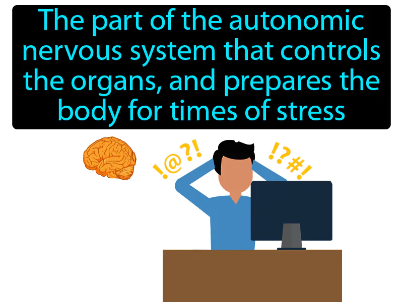 Sympathetic Nervous System Definition Sympathetic Nervous System Definition