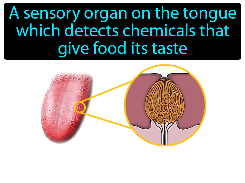 Taste Bud Definition Taste Bud Definition