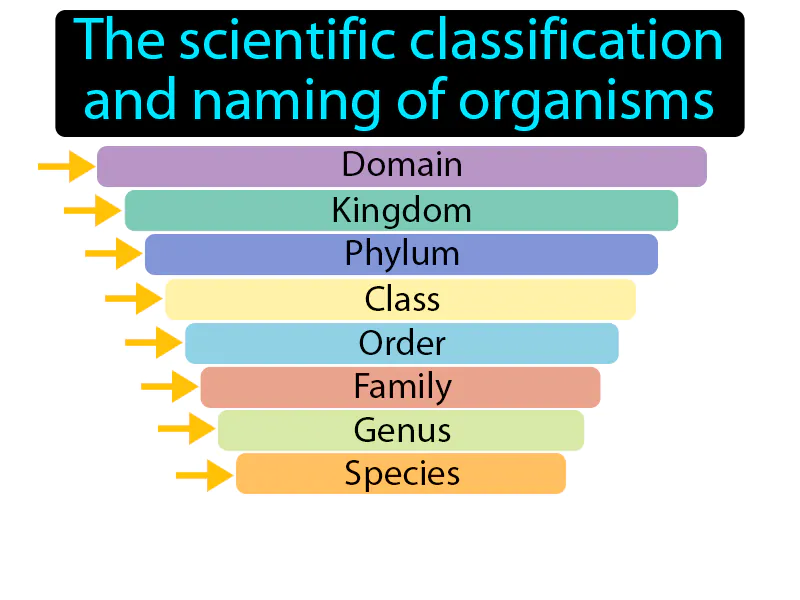Taxonomy Definition Taxonomy Definition