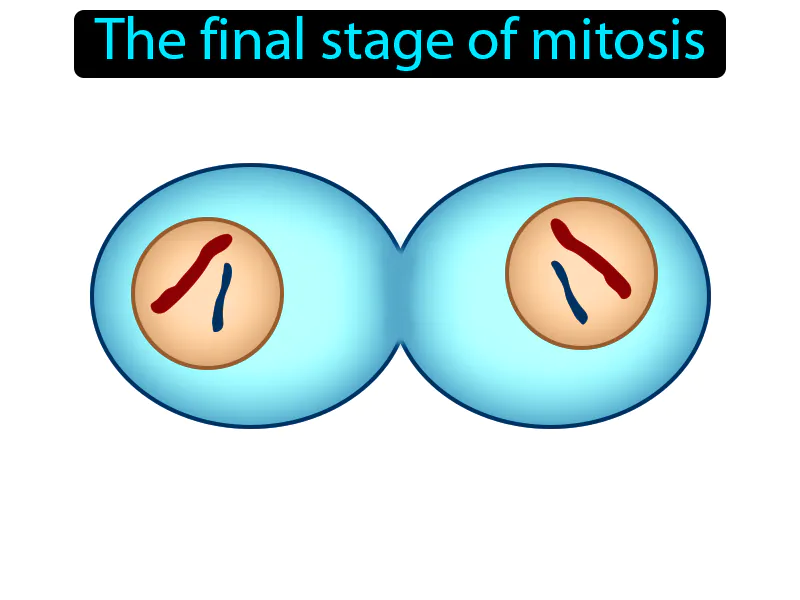 Telophase Definition