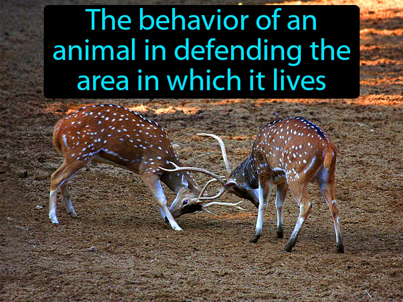 Territorial Behavior Definition Territorial Behavior Definition