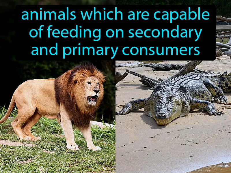 Tertiary Consumers Definition Tertiary Consumers Definition
