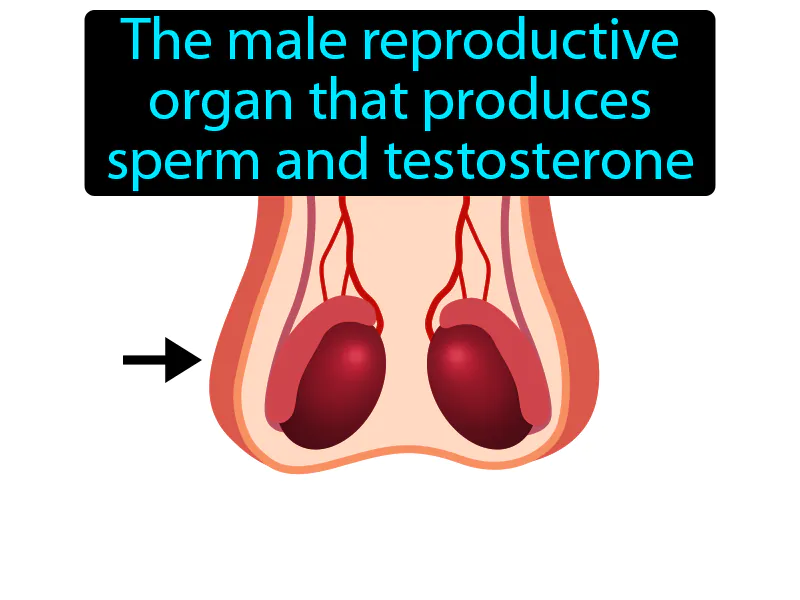 Testes Definition Testes Definition