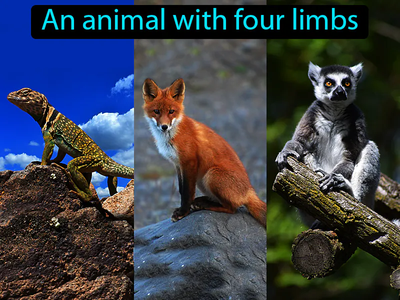 Tetrapod Definition Tetrapod Definition