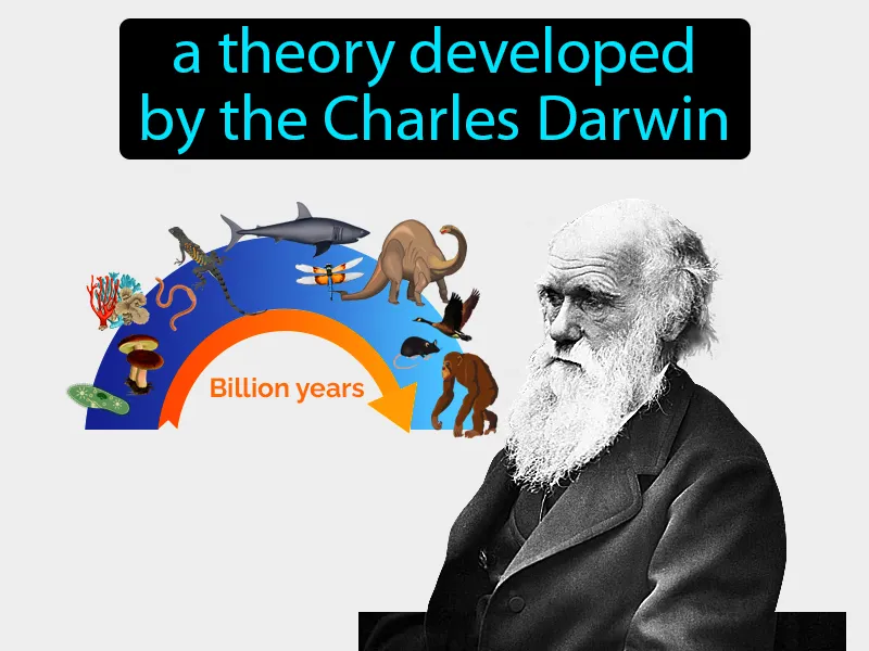 Theory Of Evolution Definition Theory Of Evolution Definition