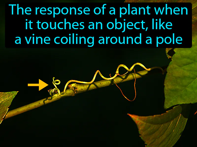 Thigmotropism Definition Thigmotropism Definition