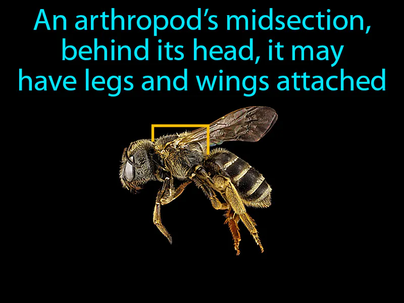 Thorax Definition Thorax Definition